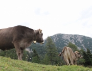 Almmesse auf der Marienberg Alpe – Hirtenfamilie geht nach 40 Jahren in den Ruhestand