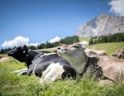 Almsommer 2017 - Bei den Hirten der Hochfeldern Alm