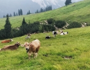 Almsommer 2017 - Bei den Hirten der Hochfeldern Alm