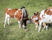 Almsommer 2017 - Bei den Hirten der Hochfeldern Alm