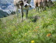 Almsommer 2017 - Bei den Hirten der Hochfeldern Alm