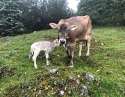 Almsommer 2017 - Bei den Hirten der Hochfeldern Alm