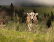 Almsommer 2017 - Bei den Hirten der Hochfeldern Alm