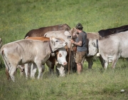 Almsommer 2017 - Bei den Hirten der Hochfeldern Alm