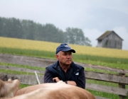 Das Almvieh ist auf seinem Weg zu den Sommeralmen