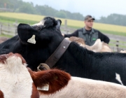 Das Almvieh ist auf seinem Weg zu den Sommeralmen