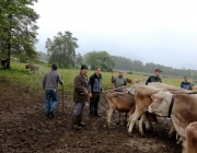 Das Almvieh ist auf seinem Weg zu den Sommeralmen