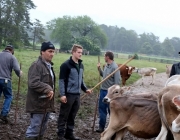 Das Almvieh ist auf seinem Weg zu den Sommeralmen