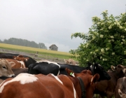 Das Almvieh ist auf seinem Weg zu den Sommeralmen