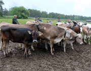 Das Almvieh ist auf seinem Weg zu den Sommeralmen