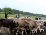 Das Almvieh ist auf seinem Weg zu den Sommeralmen