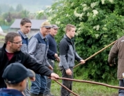Das Almvieh ist auf seinem Weg zu den Sommeralmen