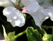 Der nach dem Regen ist eine Offenbarung