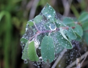 Der nach dem Regen ist eine Offenbarung Der nach dem Regen ist eine Offenbarung