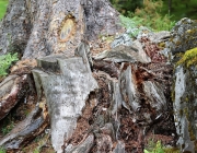 Der nach dem Regen ist eine Offenbarung Der nach dem Regen ist eine Offenbarung