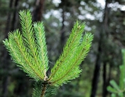 Der nach dem Regen ist eine Offenbarung Der nach dem Regen ist eine Offenbarung