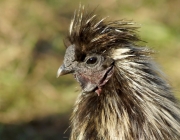 Ansichten von Obermieming und Barwies