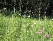 badesee_mieming_saisonbeginn_052