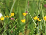 badesee_mieming_saisonbeginn_058