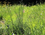 badesee_mieming_saisonbeginn_060