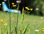 badesee_mieming_saisonbeginn_064