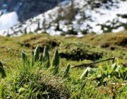 Ortstermin Seeben Alm – Gebaut werden Steinschlagschutz und Gastankanlage