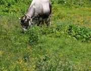 Baggerarbeiten am Marienbergjochweg