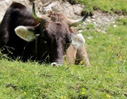 Baggerarbeiten am Marienbergjochweg