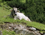 Baggerarbeiten am Marienbergjochweg