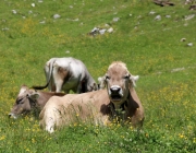 Baggerarbeiten am Marienbergjochweg