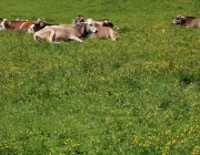 Baggerarbeiten am Marienbergjochweg