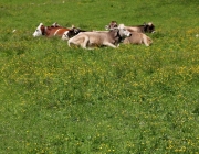 Baggerarbeiten am Marienbergjochweg