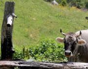 Baggerarbeiten am Marienbergjochweg
