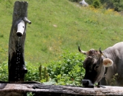 Baggerarbeiten am Marienbergjochweg