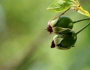 Blüten und Früchte im Spätsommer - Mit den Wildbienen auf Nektarsuche