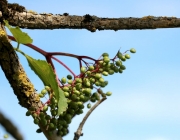 Blüten und Früchte im Spätsommer - Mit den Wildbienen auf Nektarsuche