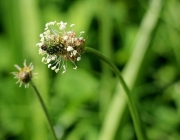 Blüten und Früchte im Spätsommer - Mit den Wildbienen auf Nektarsuche