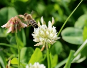 Blüten und Früchte im Spätsommer - Mit den Wildbienen auf Nektarsuche