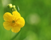 Blüten und Früchte im Spätsommer - Mit den Wildbienen auf Nektarsuche
