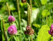 Blüten und Früchte im Spätsommer - Mit den Wildbienen auf Nektarsuche
