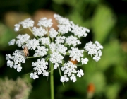 Blüten und Früchte im Spätsommer - Mit den Wildbienen auf Nektarsuche