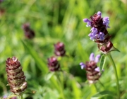 Blüten und Früchte im Spätsommer - Mit den Wildbienen auf Nektarsuche