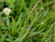 Blüten und Früchte im Spätsommer - Mit den Wildbienen auf Nektarsuche