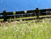 Blüten und Früchte im Spätsommer - Mit den Wildbienen auf Nektarsuche