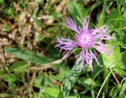 Blüten und Früchte im Spätsommer - Mit den Wildbienen auf Nektarsuche