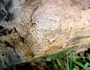 Blüten und Früchte im Spätsommer - Mit den Wildbienen auf Nektarsuche