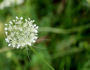 Blüten und Früchte im Spätsommer - Mit den Wildbienen auf Nektarsuche