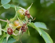 Blüten und Früchte im Spätsommer - Mit den Wildbienen auf Nektarsuche