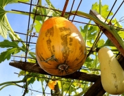 Blüten und Früchte im Spätsommer - Mit den Wildbienen auf Nektarsuche