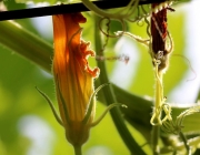 Blüten und Früchte im Spätsommer - Mit den Wildbienen auf Nektarsuche